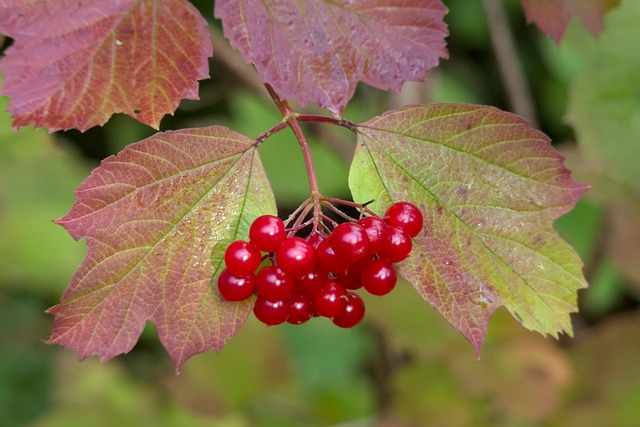 uelder rose - viburnum opulus - berries