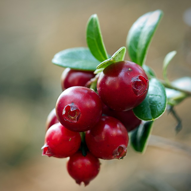 Types of berries - cranberries