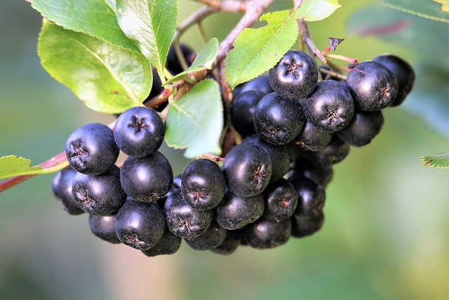 Aronia berries on a stem with leaves
