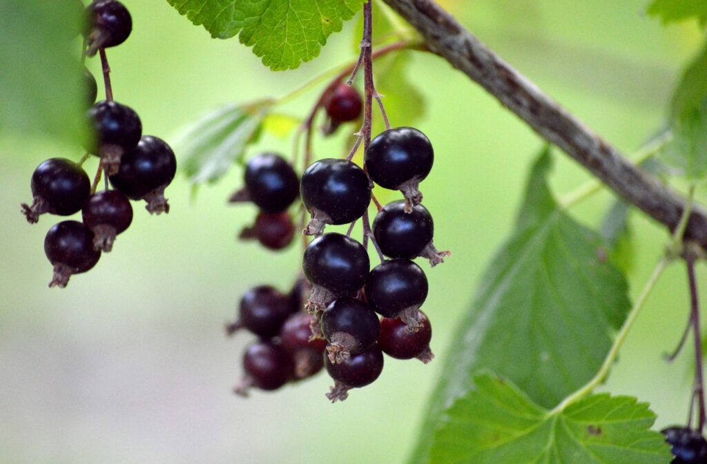 Black currant berries on a stem with leaves