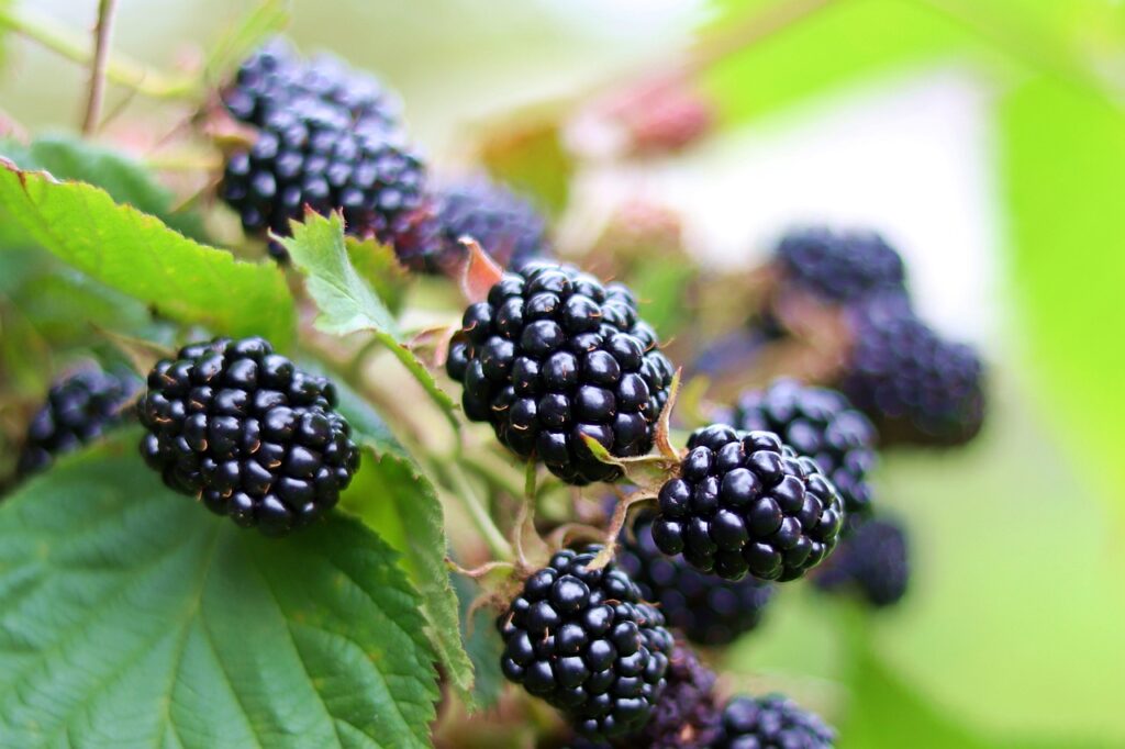 Blackberries with leaves