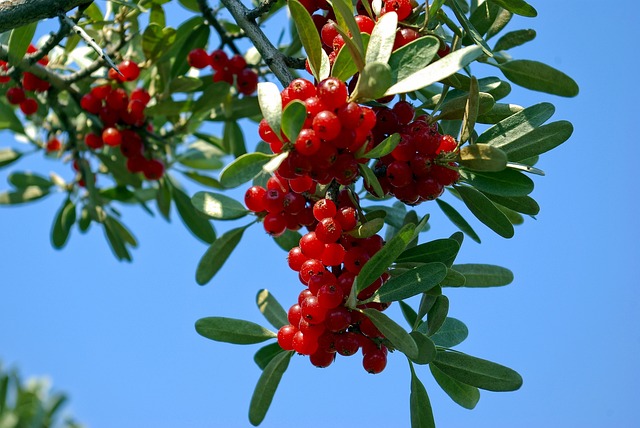buffaloberries on shrub