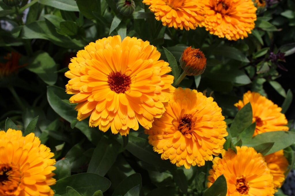 calendulas on a sunny day - an image for an article about tea garden