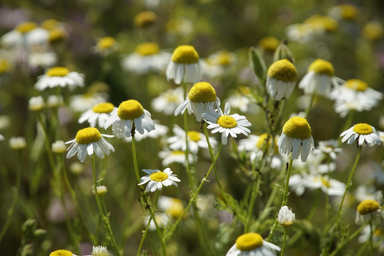 chamomile flowers on a sunny day - for an article about tea garden
