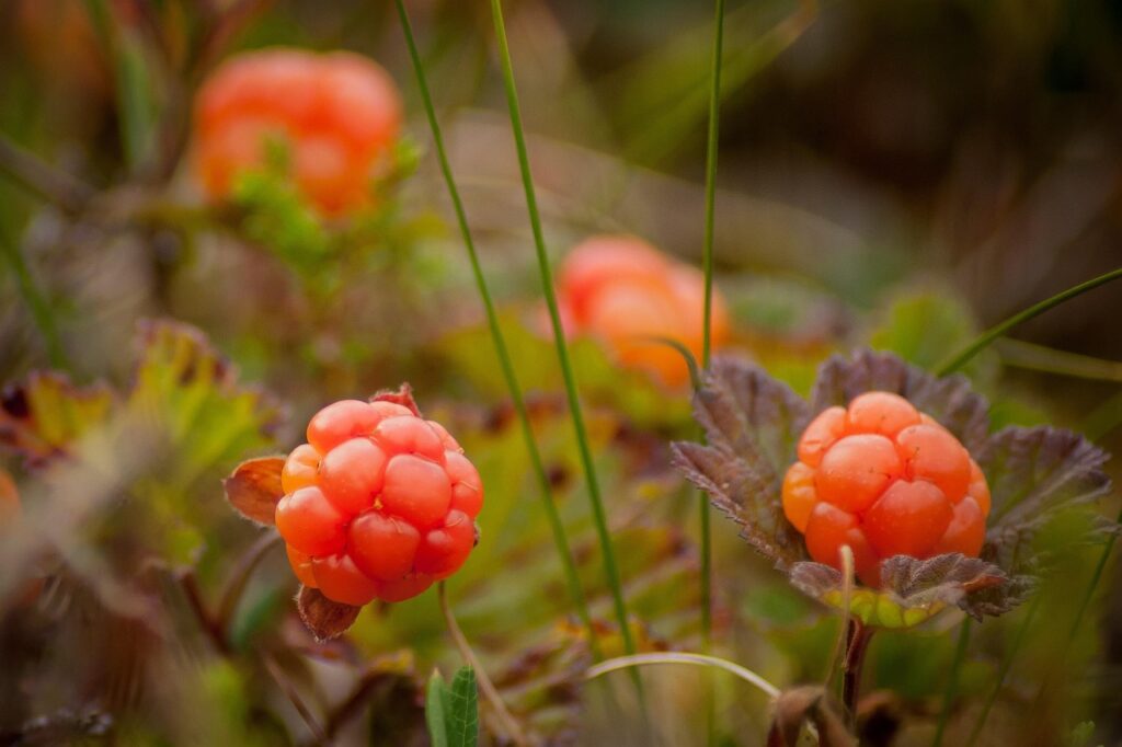 cloudberries on shrubs