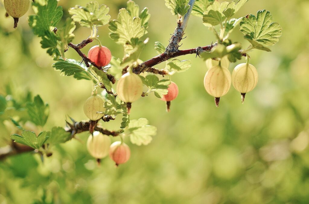 gooseberries hanging on a bush on a sunny day