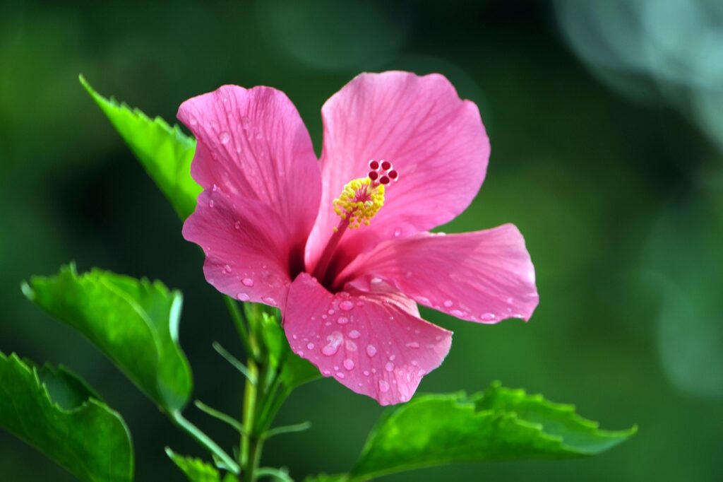 a hibiscus flower for an article about tea garden