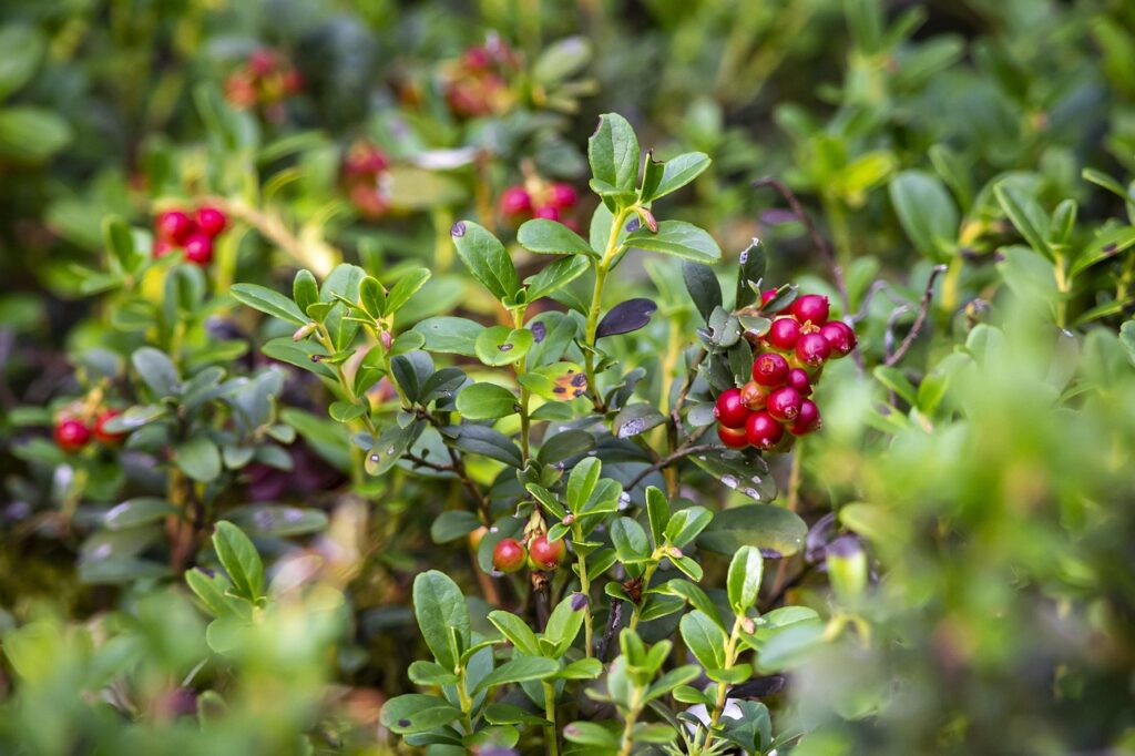 lingonberries on shrubs 