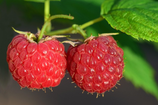 raspberries on a stem