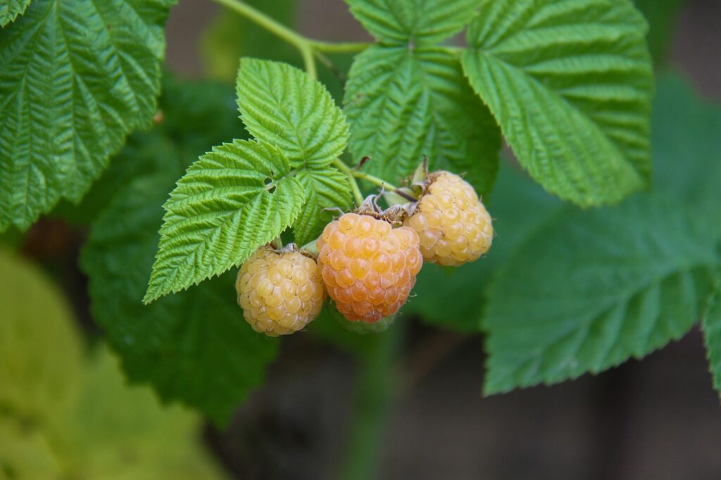 yellow raspberries on a shrub