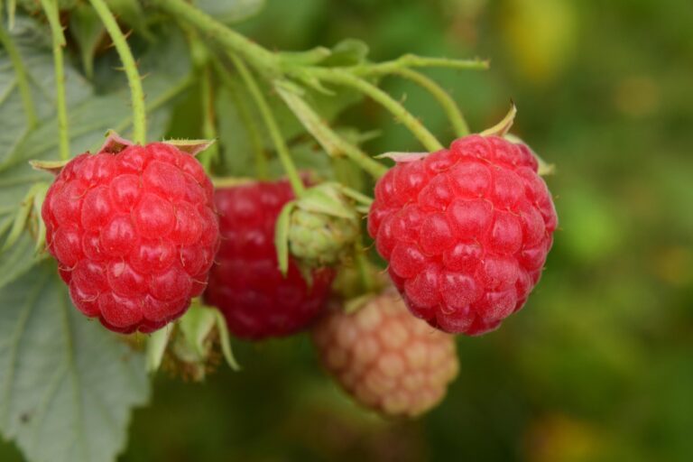 Sour Raspberry Varieties 26 Types of Berries - from Sweet to Sour | Gardenials.com