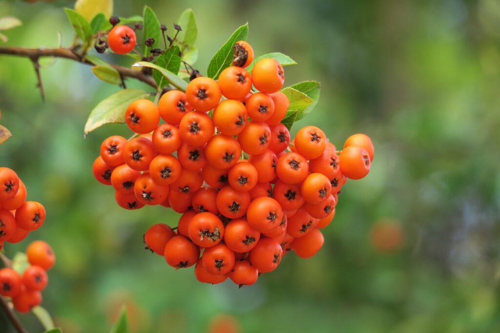 mountain ash berries - rowanberries on a stem