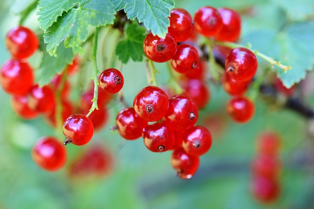 red currant berries on a shrub