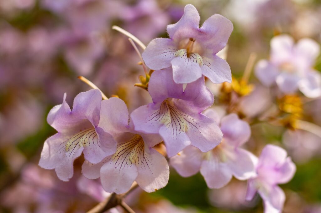 trees with purple blooms - Empress tree