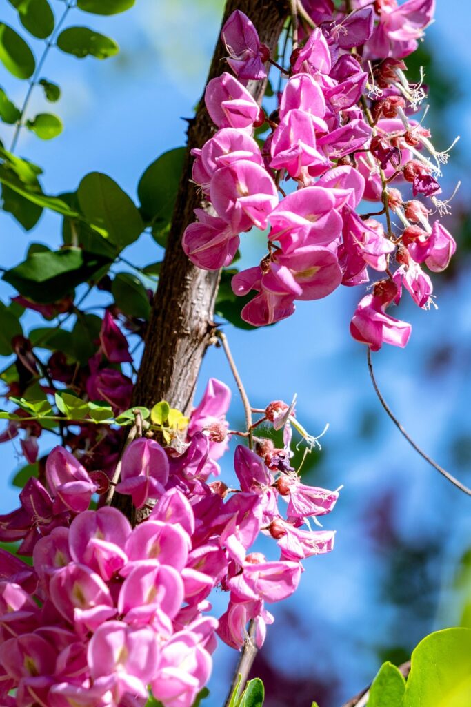 Purple Robe Locust for an article about trees with purple blooms