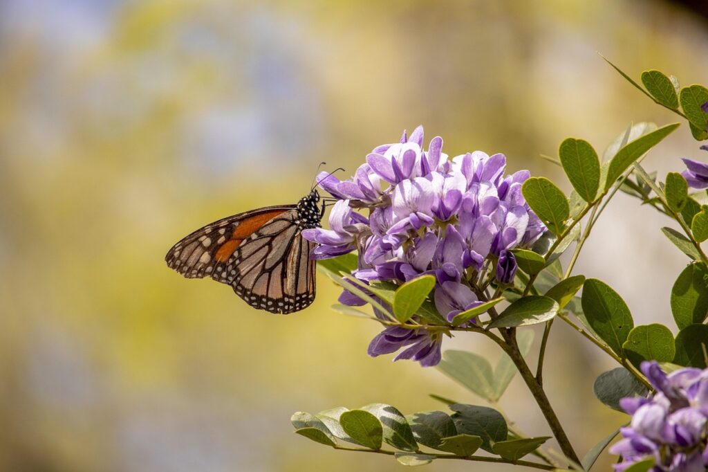 trees with purple blooms - Texas Mountain Laurel 
