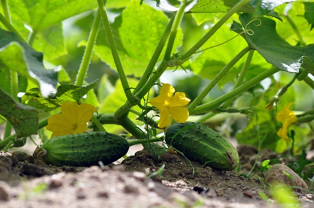 cucurbitacae family - cucumbers growing with yellow flowers