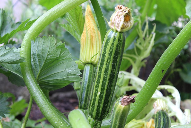 cucurbitacae family - zucchini growing 
