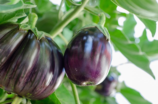 eggplants - nightshade vegetables