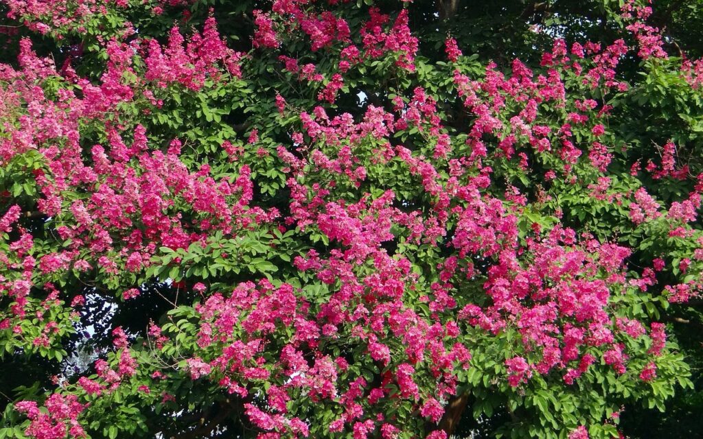 trees with purple blooms - Giant Crape Myrtle