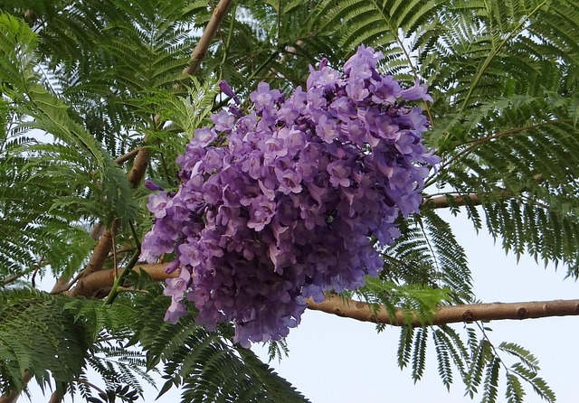 jacaranda mimosifolia