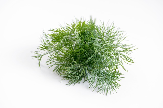 spice garden dill