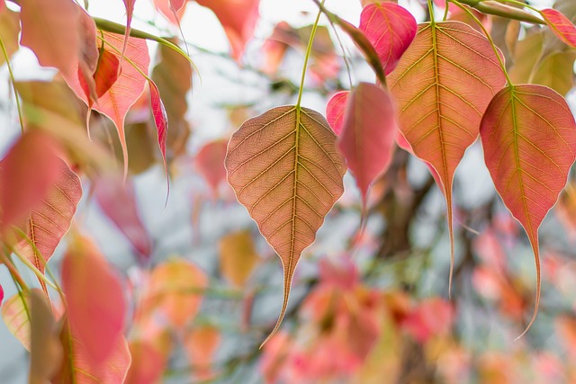 trees with pink leaves - bodhi tree

