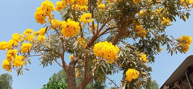 trees with yellow flowers