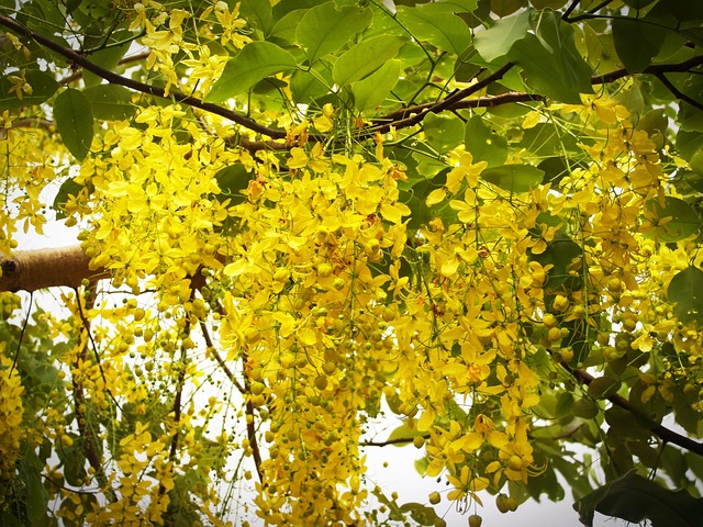 trees with yellow flowers - cassia