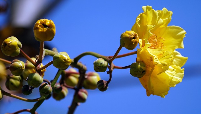 cochlospermum regium trees with yellow flowers