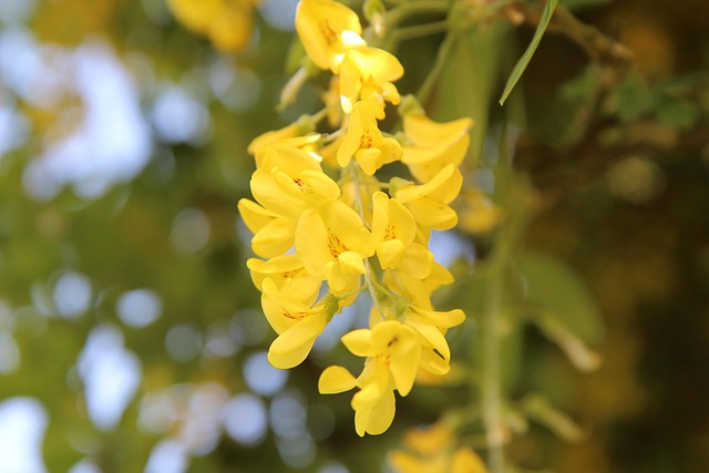 laburnum - trees with yellow flowers