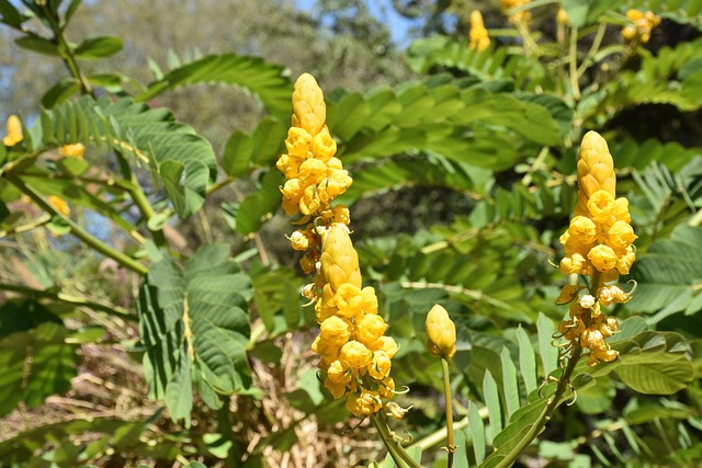 trees with yellow flowers - Candle Bush Tree