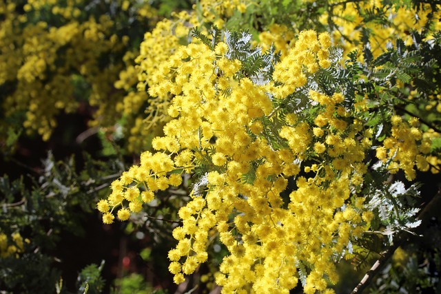 trees with yellow flowers golden wattle