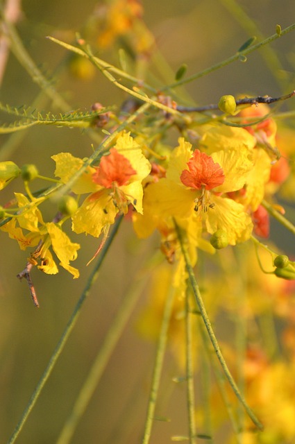  trees with yellow flowers - palo verde