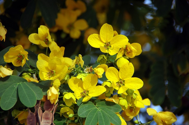 trees with yellow flowers senna tree