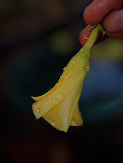trees with yellow flowers - yellow oleander